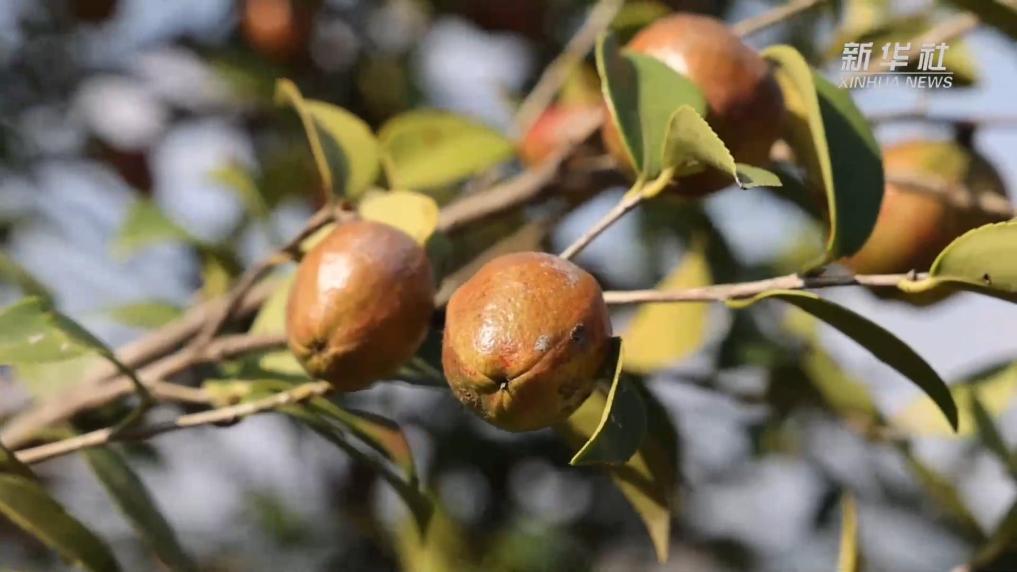 江西宜春：油茶喜迎丰收季