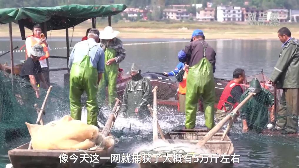 江西宜春：生态鱼喜迎丰收