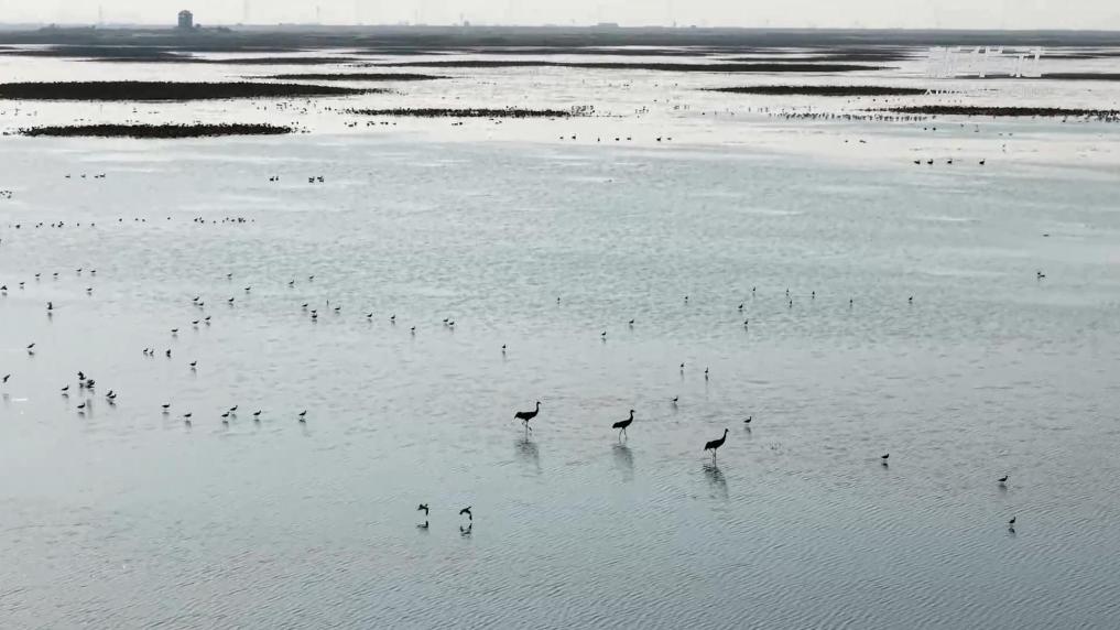 江西永修：鸟麂共绘鄱湖美