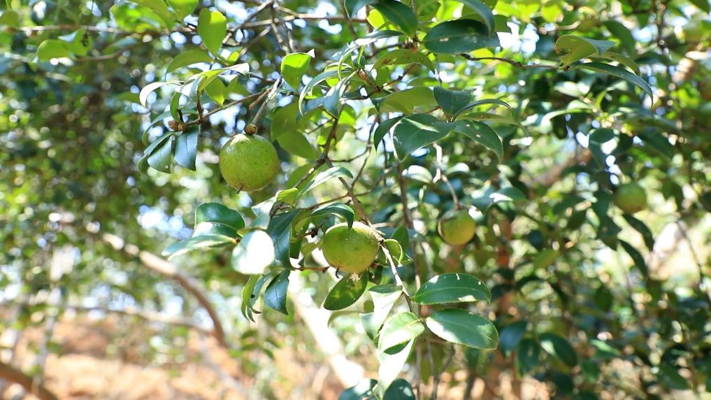 江西大余：油茶“土特产”变身致富“金钥匙”