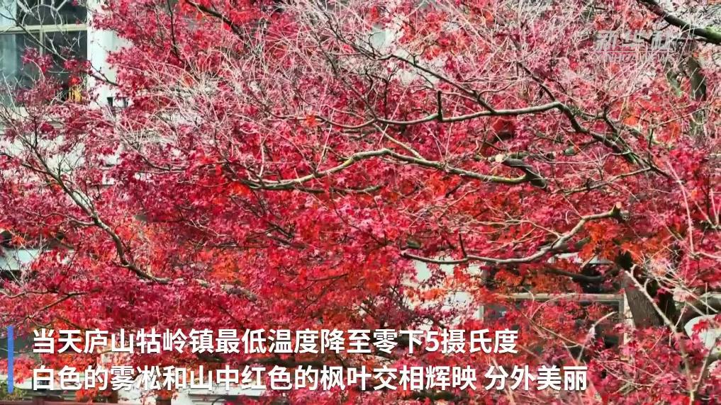 江西庐山迎来今年首场雾凇