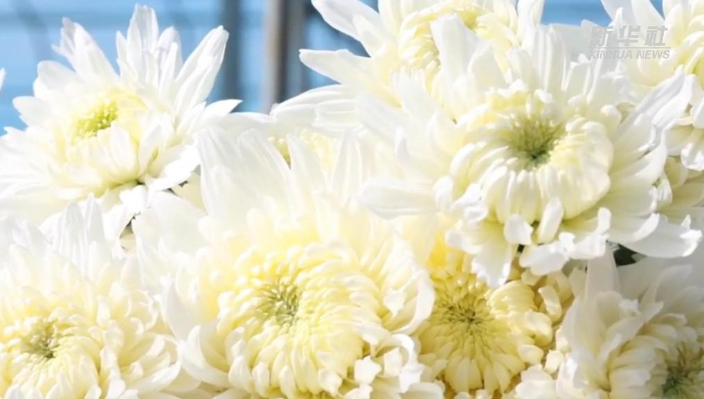 江西余干：大棚菊花丰收忙